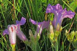 Image of Ipomoea descolei O'Donell