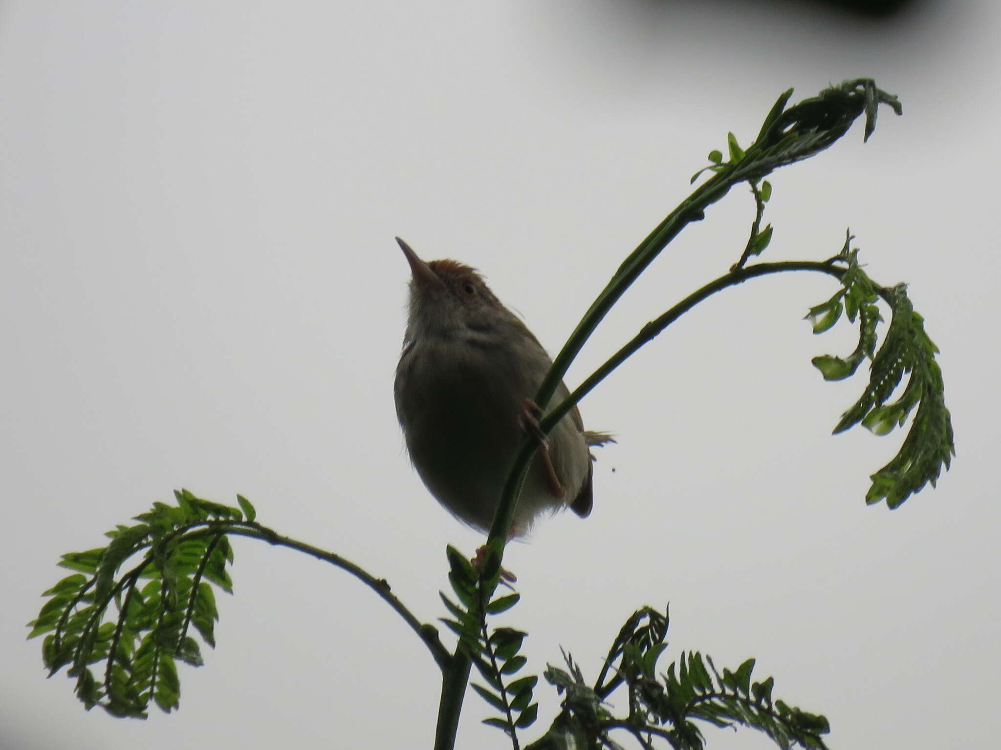 Image of Common Tailorbird