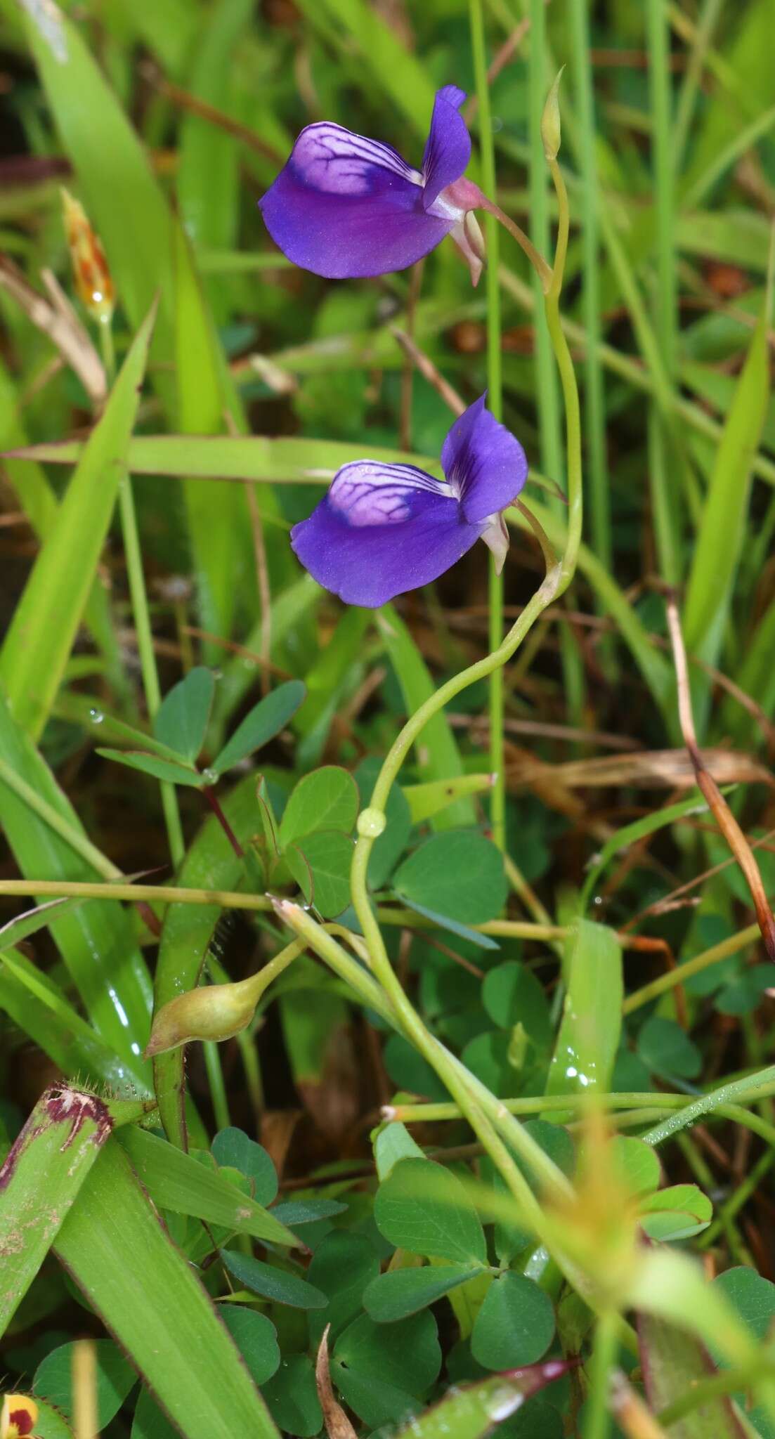 Image of Net Veined Bladderwort