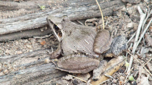 Image of Anchieta's Ridged Frog