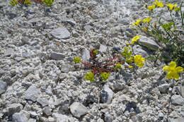 Euphorbia petrophila C. A. Mey. resmi