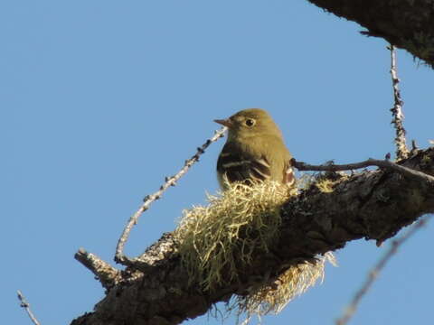 Image of Yellow-bellied Flycatcher