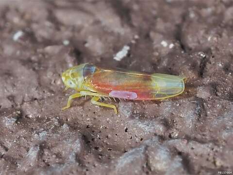 Image of Erythridula abolla (McAtee 1920)