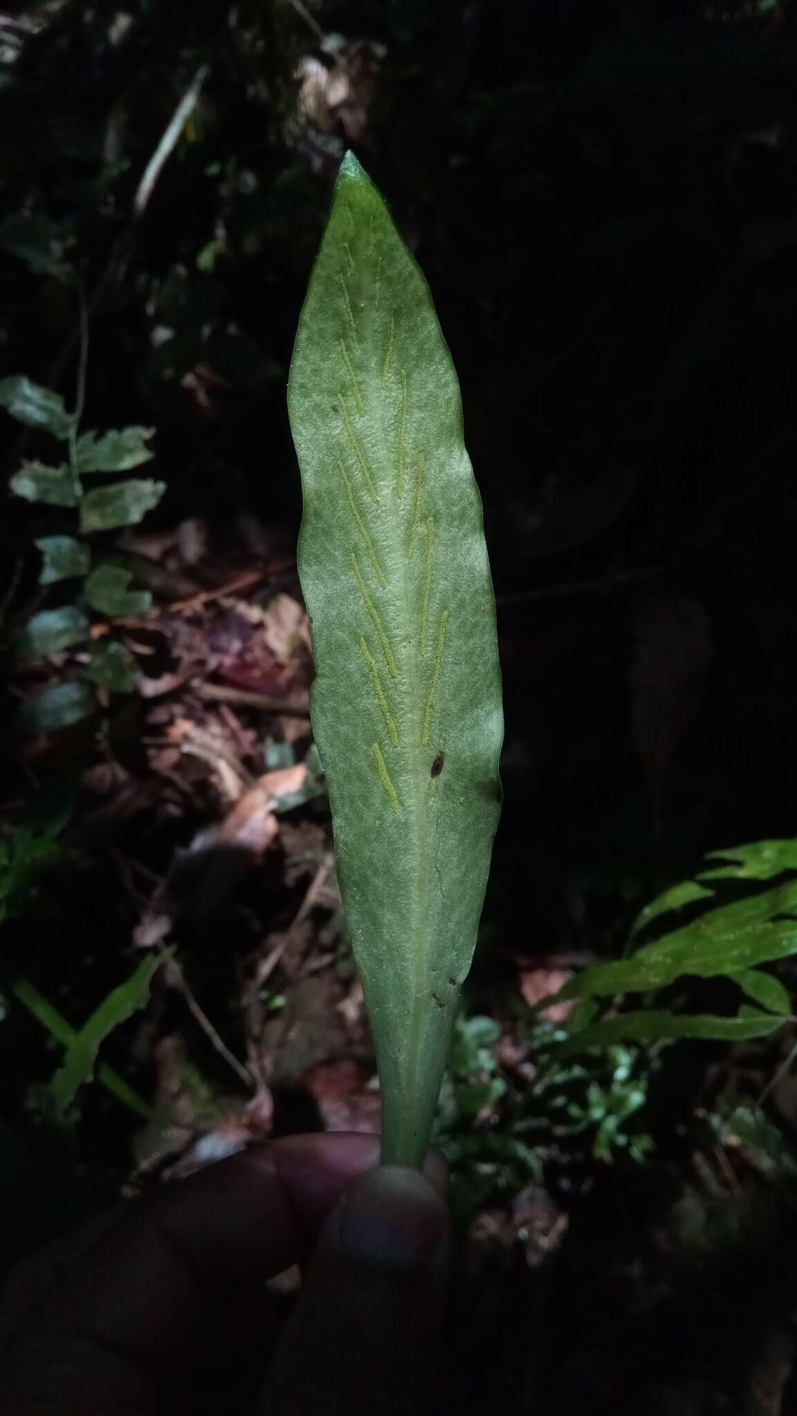 Image of Loxogramme lanceolata (Sw.) C. Presl