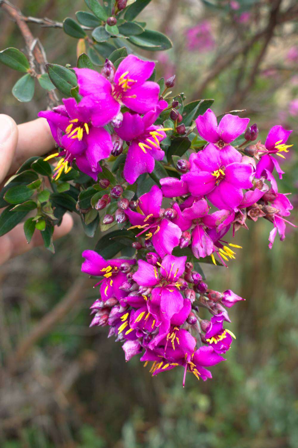 Слика од Bucquetia glutinosa (L. fil.) DC.