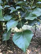 Image of Algerian ivy