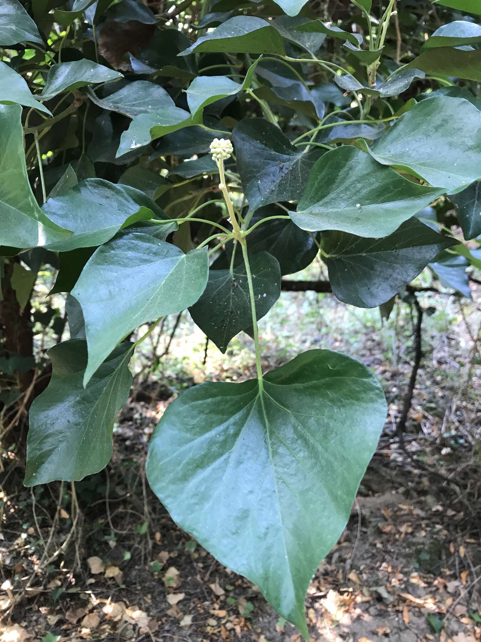 Image of Algerian ivy