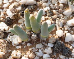 صورة Mesembryanthemum digitatum subsp. digitatum