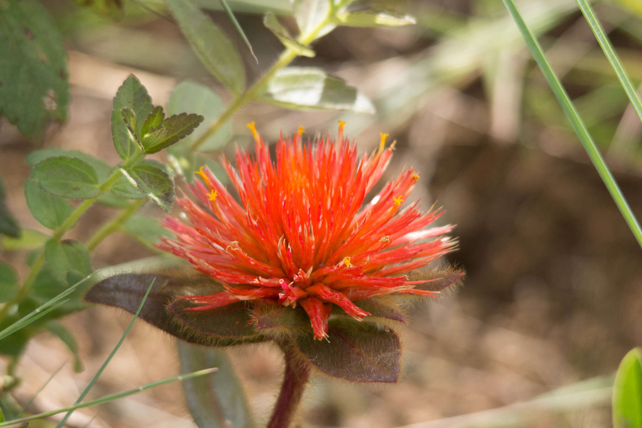 Image of Gomphrena arborescens L. fil.