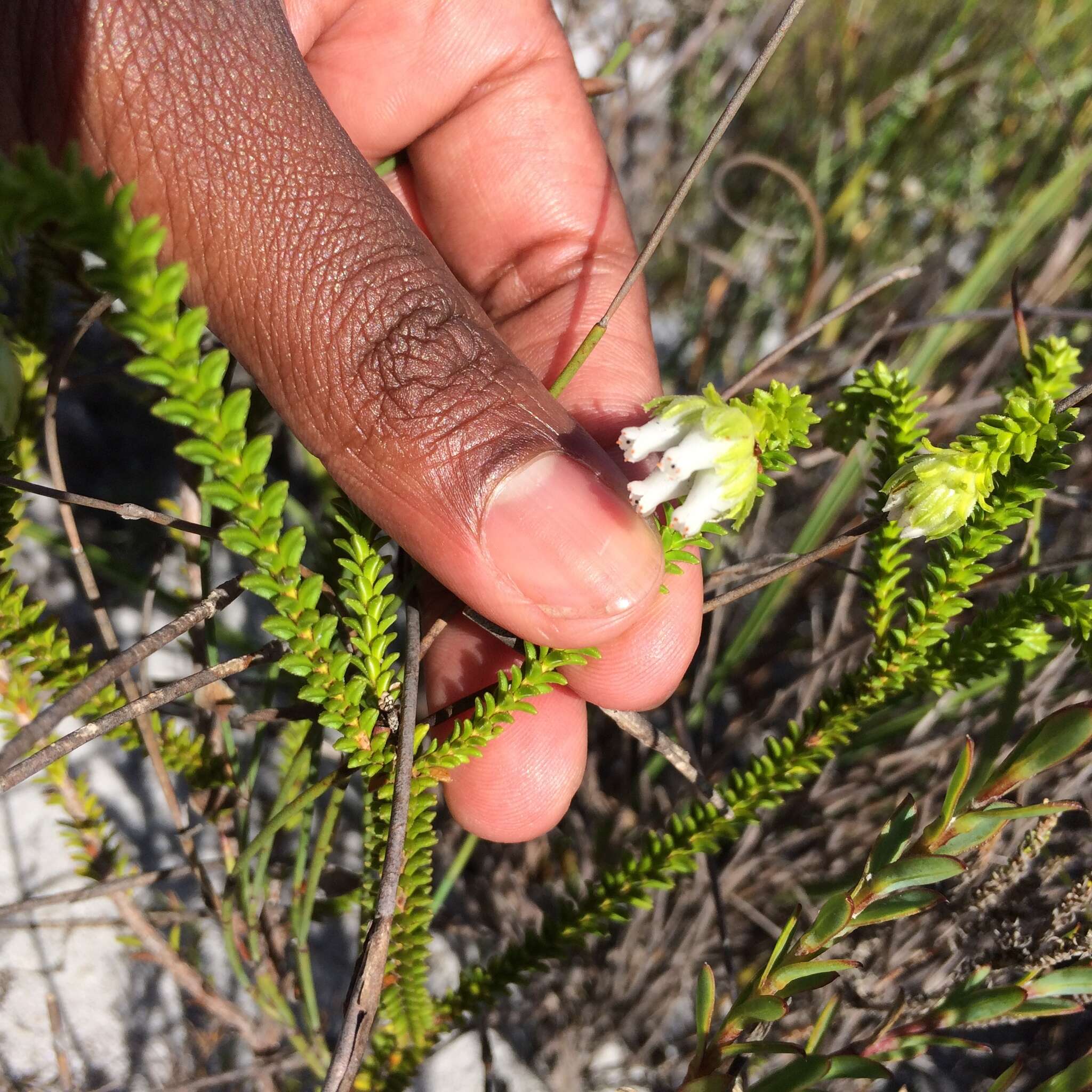 Image of Erica fairii Bolus