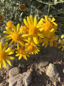 Image of hairyseed bahia