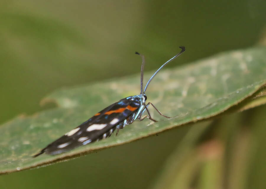 Image of Erasmia