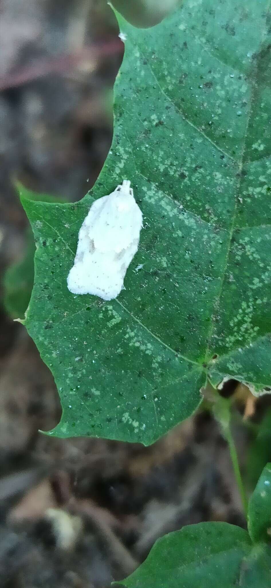 Image of Black-headed Birch Leafroller