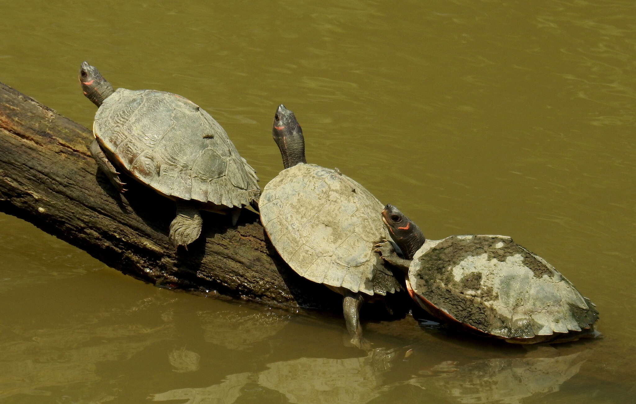 Image of Assam Roofed Turtle