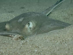 Image of Diamond Stingray