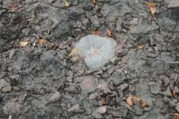 Image of Lophophora alberto-vojtechii