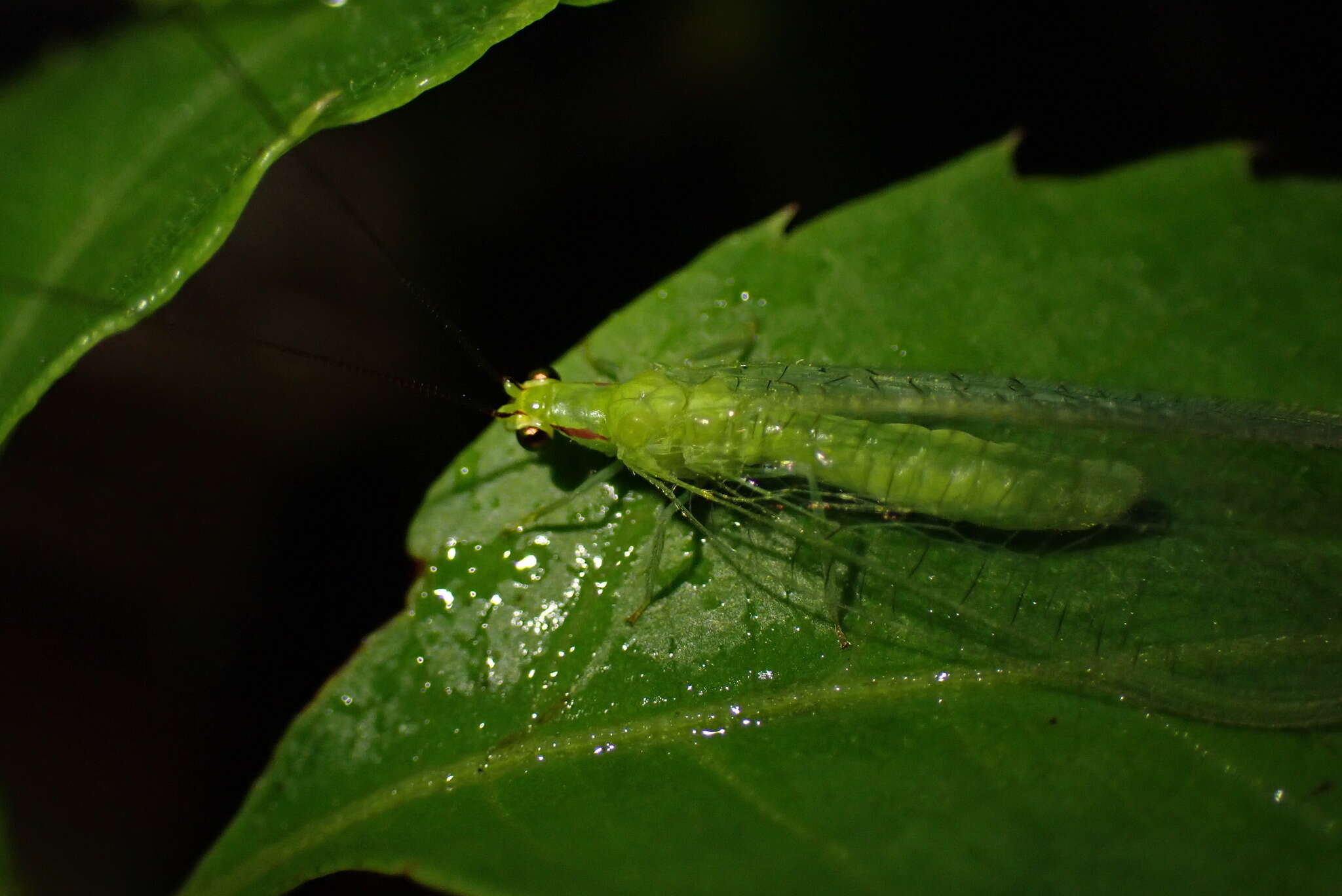 Image of Ceraeochrysa lineaticornis (Fitch 1855)