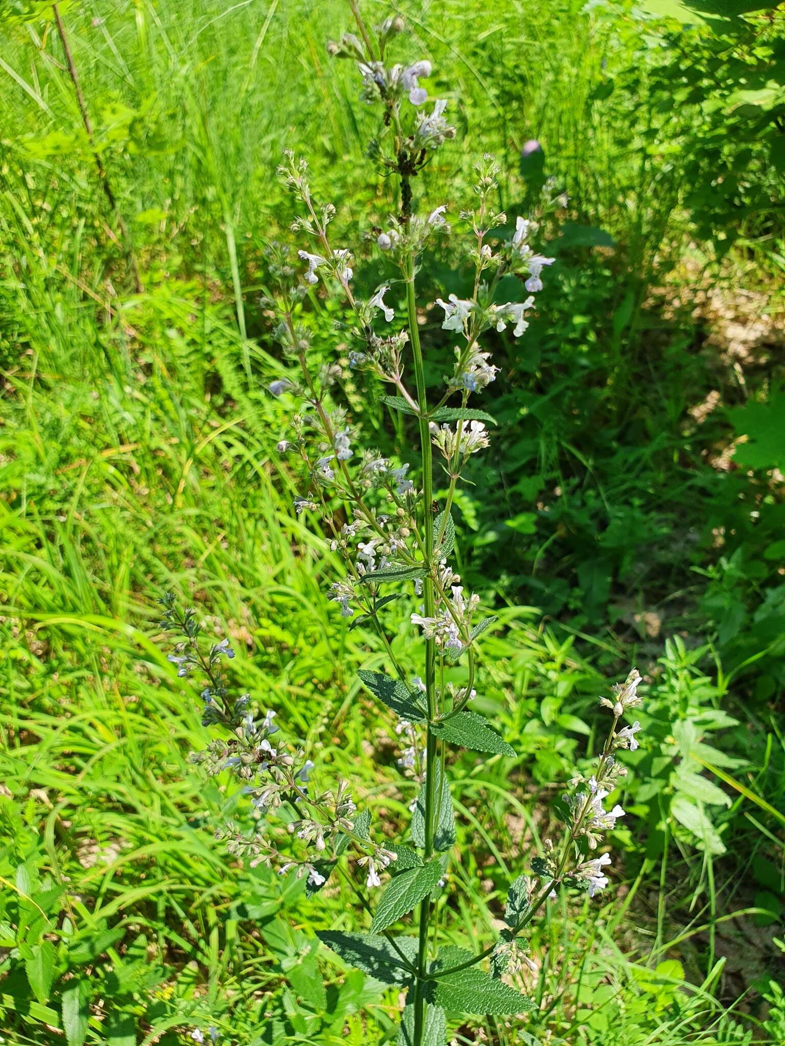 Plancia ëd Nepeta nuda subsp. nuda