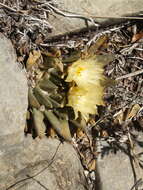 Ariocarpus trigonus (F. A. C. Weber) K. Schum. resmi