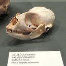 Image of Saimaa Ringed Seal