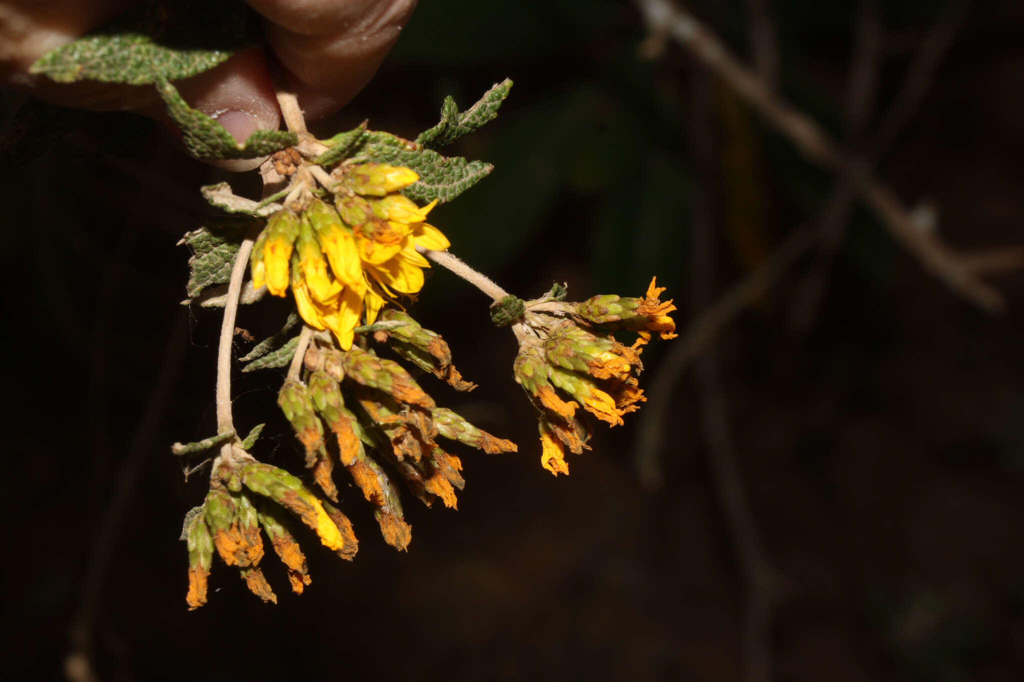 Image of Cacosmia rugosa Kunth