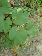 Imagem de Vitis aestivalis var. lincecumii (Buckley) Munson