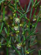 Image of Muehlenbeckia diclina (F. Müll.) F. Mueller.