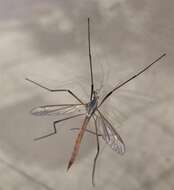 Image of Cranefly