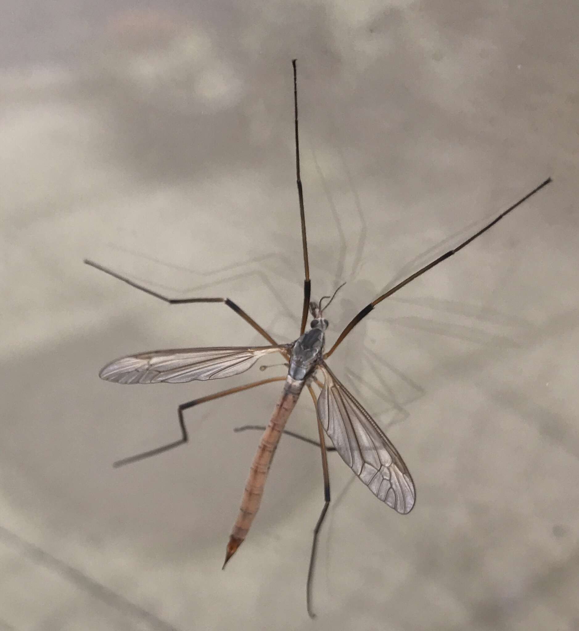 Image of Cranefly