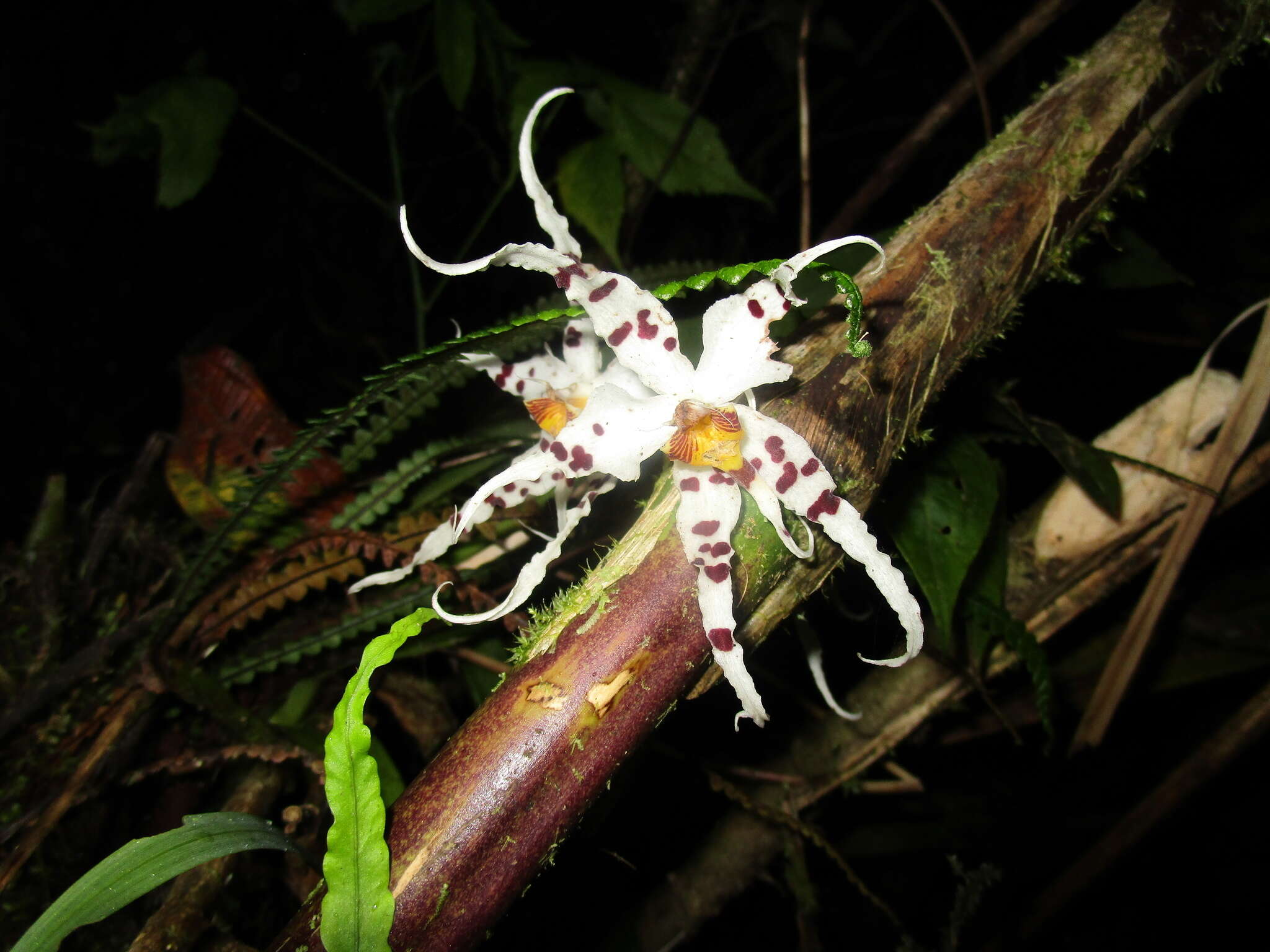 Image of Oncidium cirrhosum (Lindl.) Beer