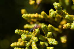 Imagem de Coelostomidia zealandica (Maskell 1880)