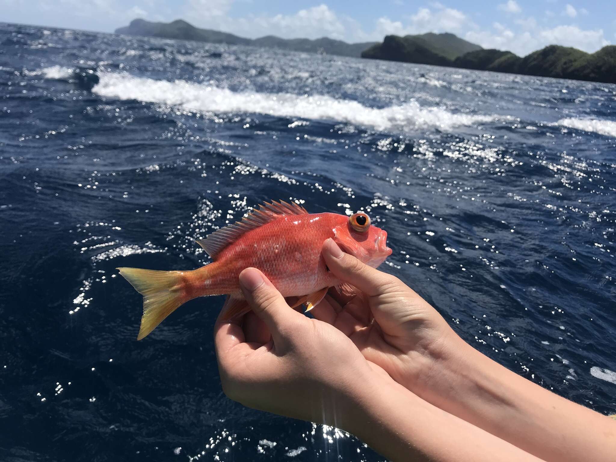 Image of Black Spot Snapper