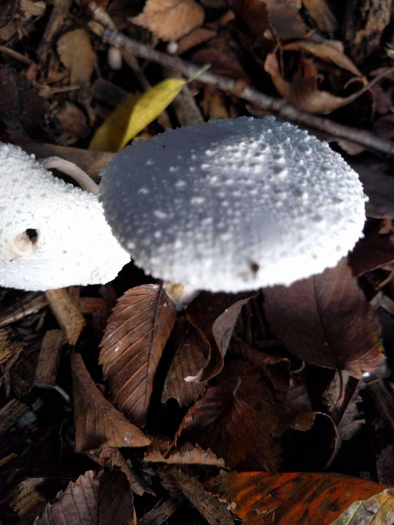 Leucocoprinus cretaceus (Bull.) Locq. 1945 resmi