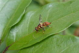 Image of Oriental fruit fly