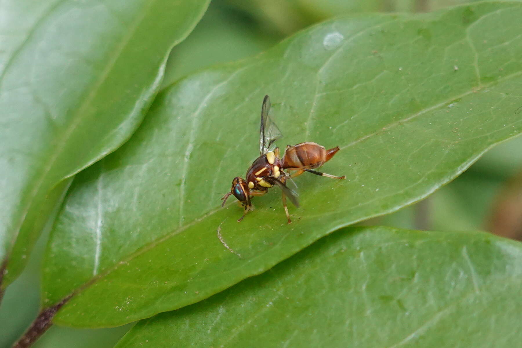 Слика од Bactrocera dorsalis (Hendel 1912)