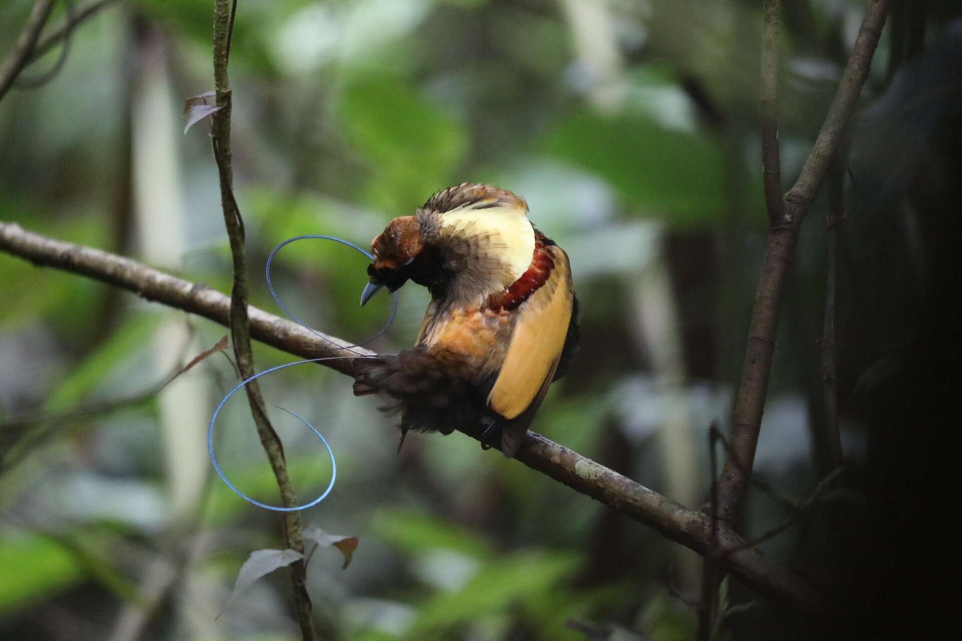 Cicinnurus magnificus resmi