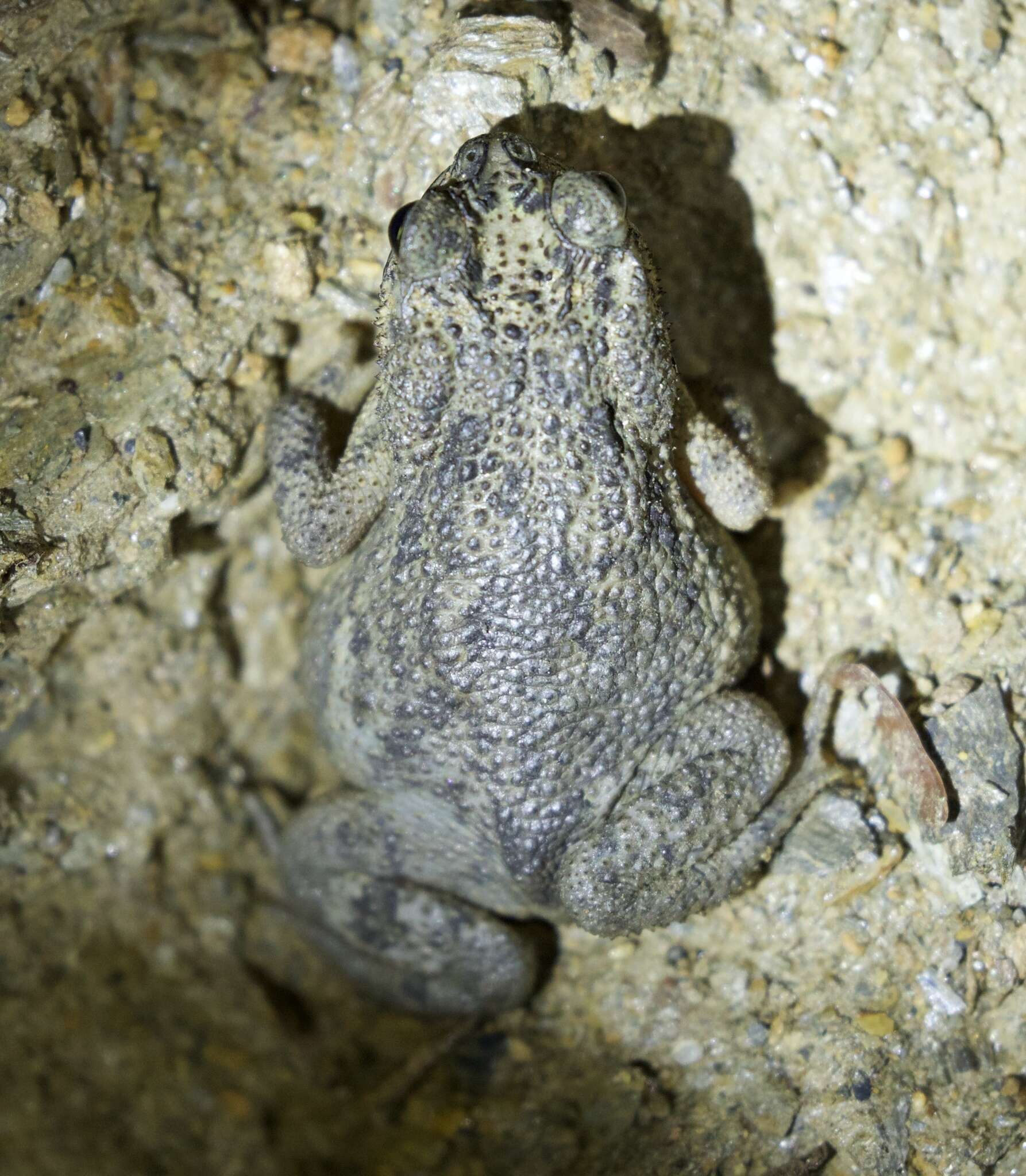 Rhinella beebei (Gallardo 1965) resmi