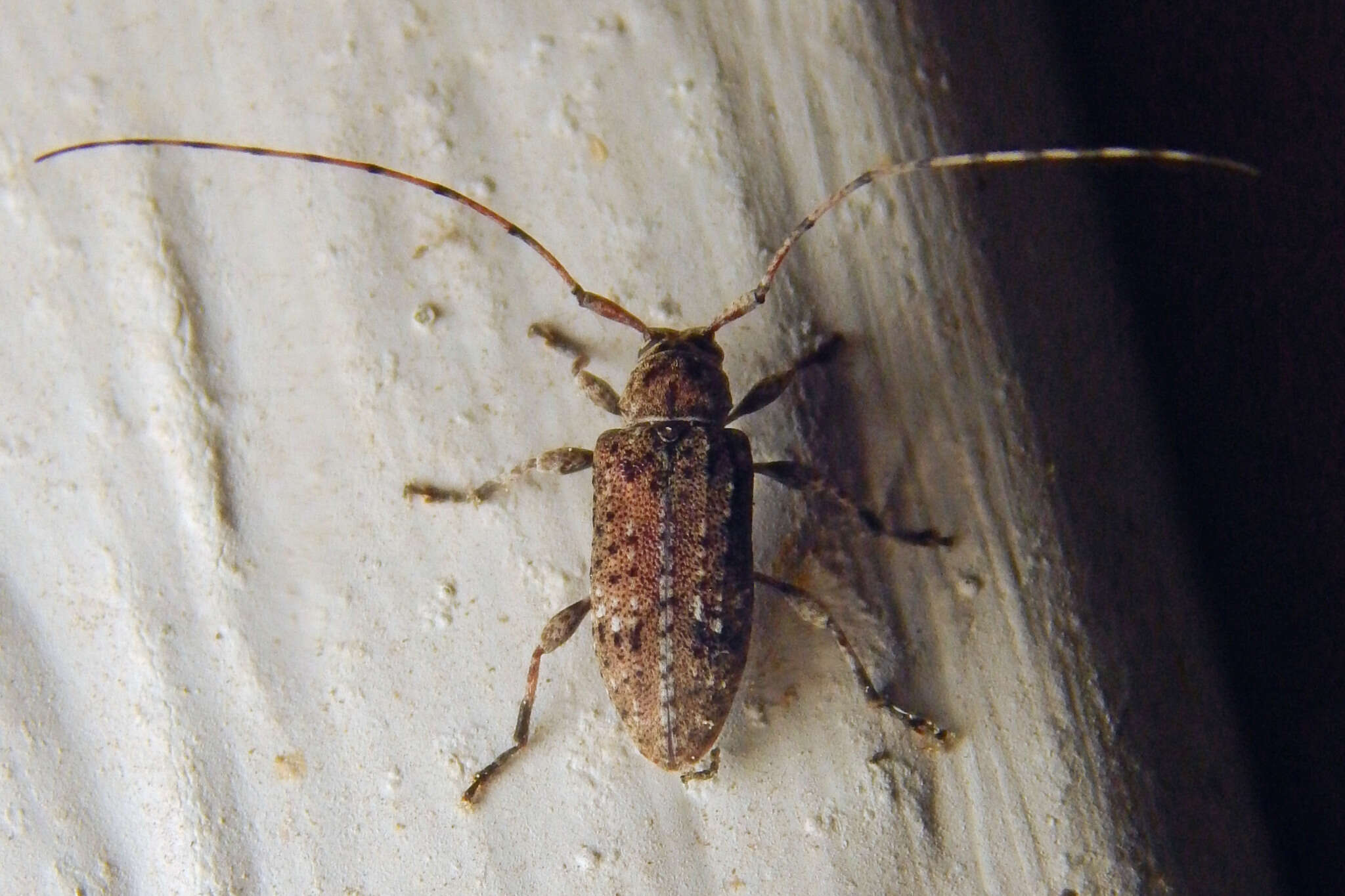 Sternidius punctatus (Haldeman 1847) resmi