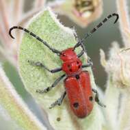 Image of Tetraopes basalis Le Conte 1852