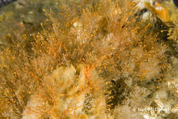 Image of orange hydroid