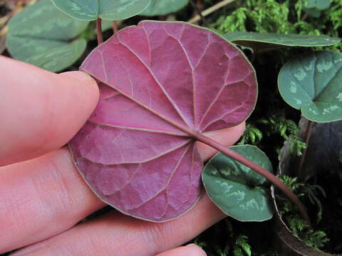 Image of Cyclamen coum subsp. caucasicum (C. Koch) O. Schwarz