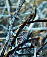 Image of Brush-tailed pipefish