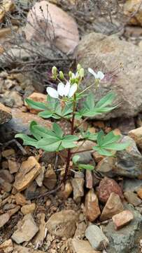 Image of Cleome chilensis DC.