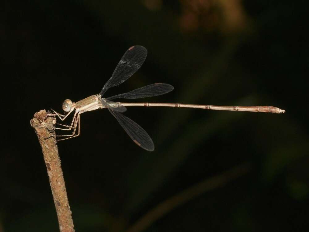 Image of Lestes ochraceus Selys 1862