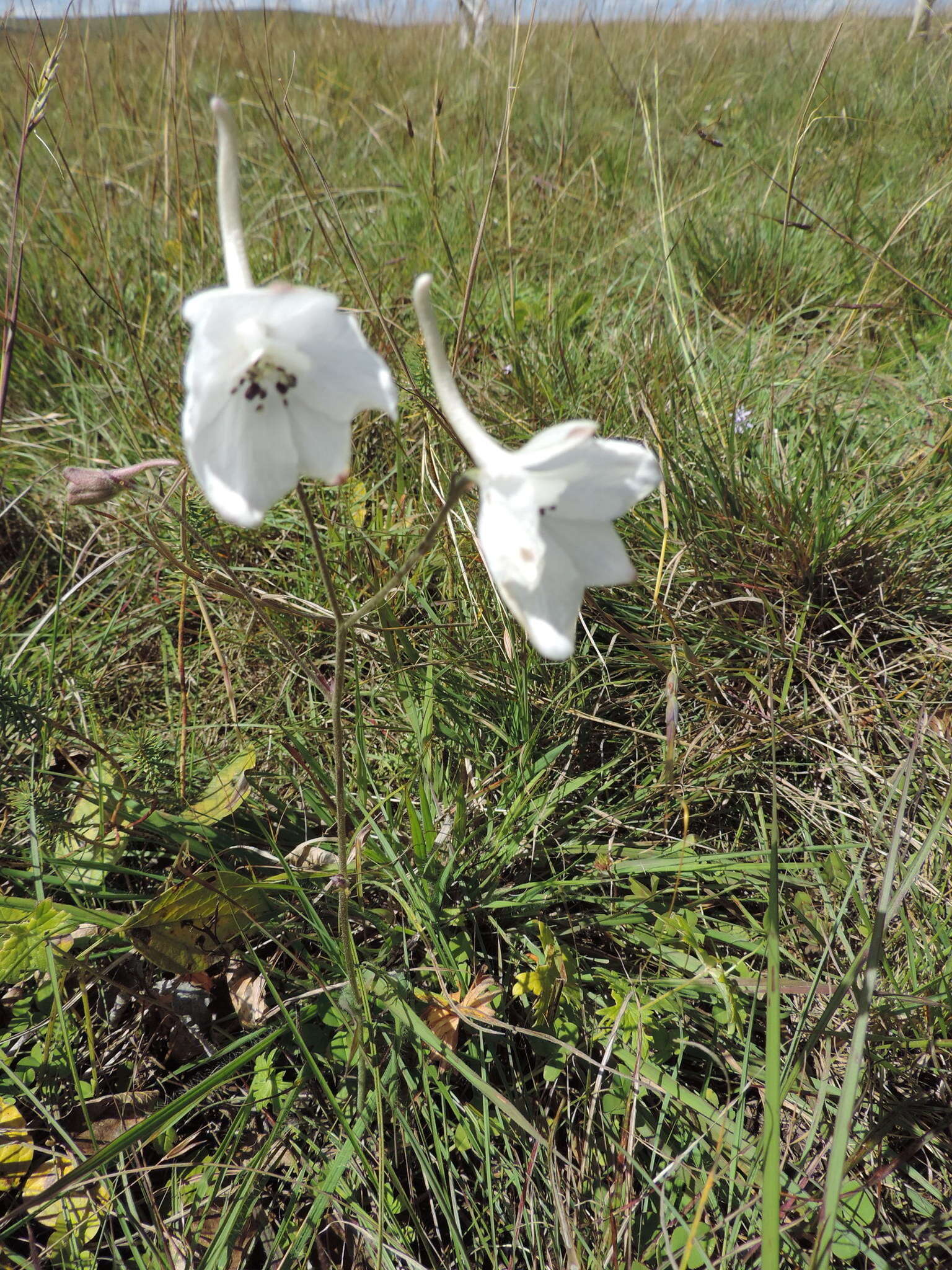 Plancia ëd Delphinium leroyi Franch. ex Huth