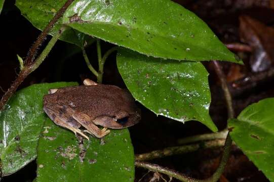 صورة Leptobrachium montanum Fischer 1885