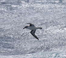 Image of Grey-headed Albatross