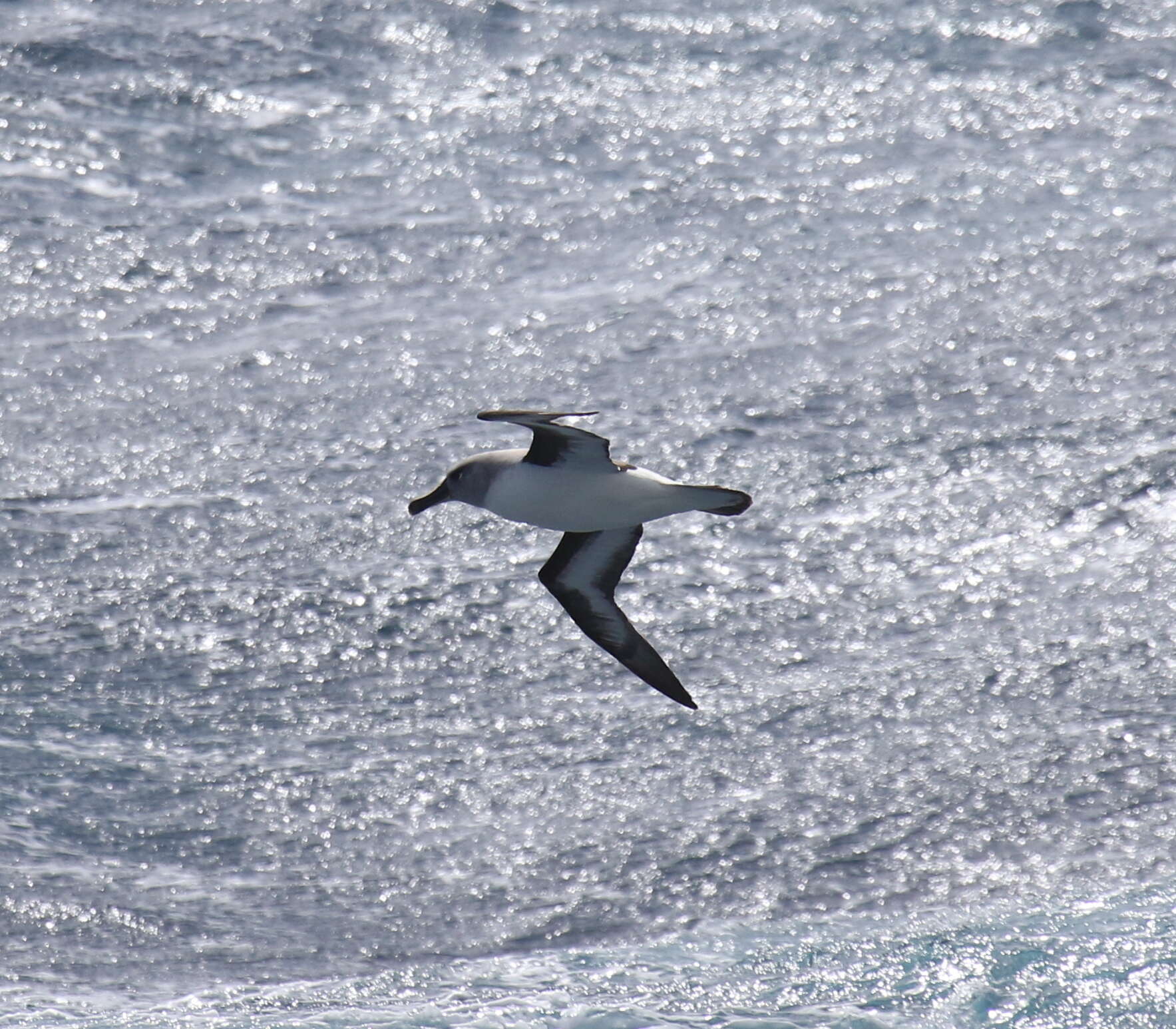 Image of Grey-headed Albatross