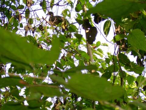 Image of Plain Chachalaca