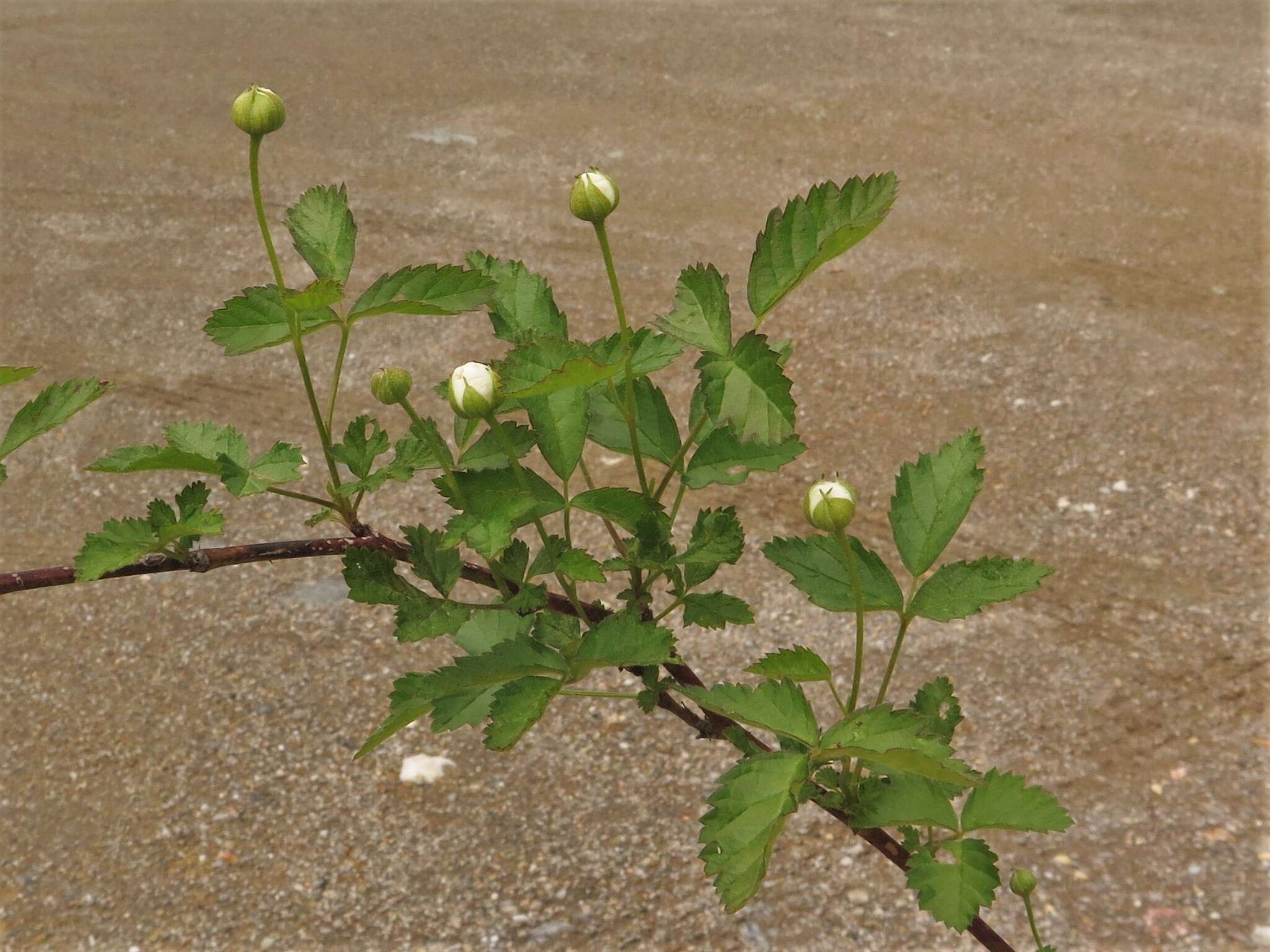 Image of northern dewberry